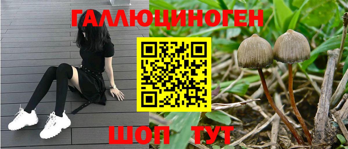 Балашиха  Псилоцибиновые грибы Psilocybine cubensis  Вход с VPN 